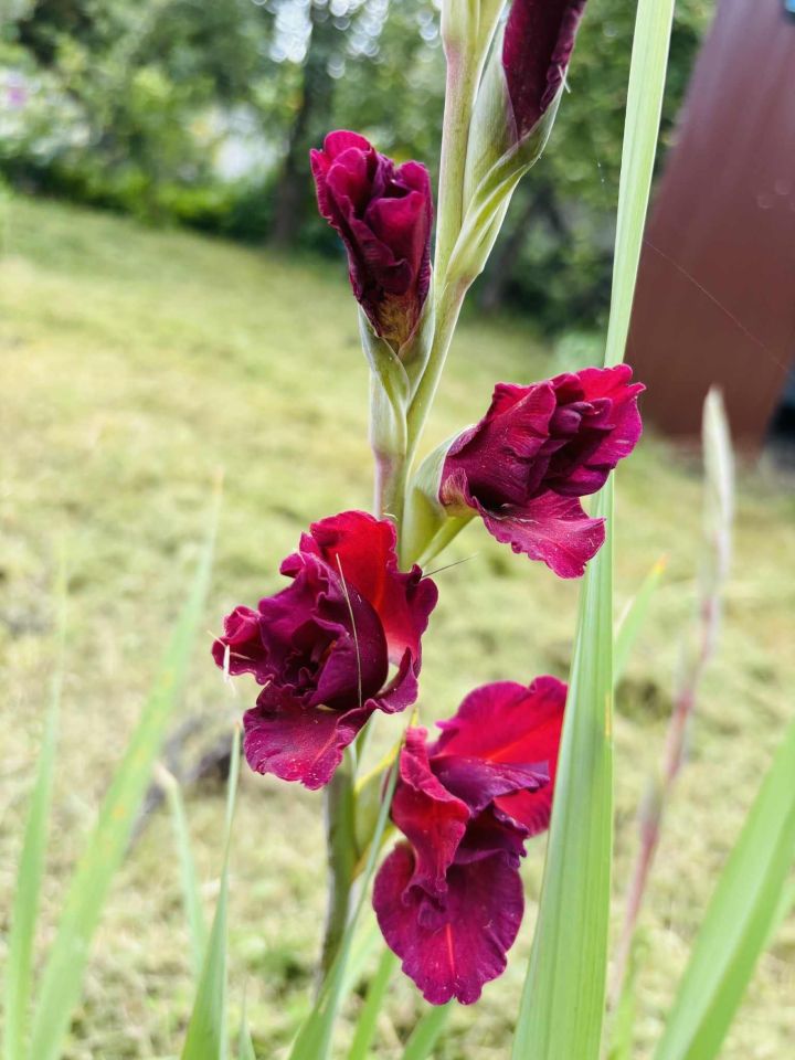 Działka rod Brzeg, ul. Księdza Makarskiego. Zdjęcie 2