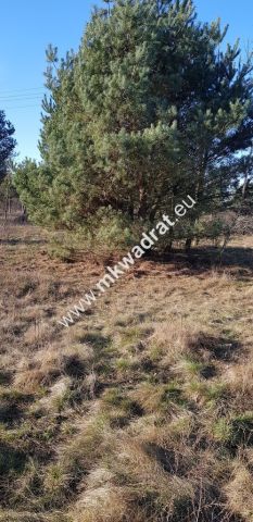 Działka budowlana Budy-Grzybek. Zdjęcie 3