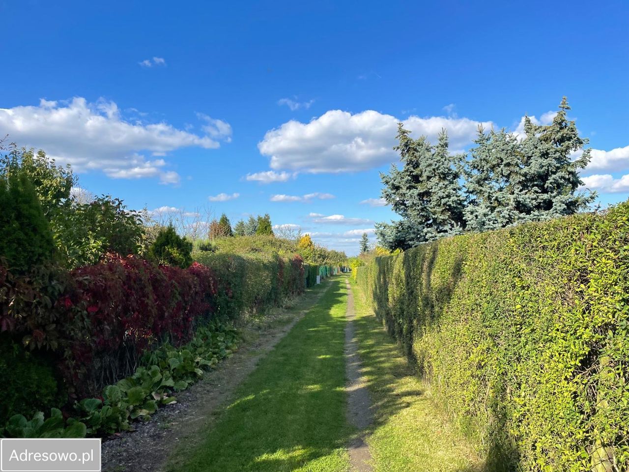 Działka rod Gliwice Wójtowa Wieś, ul. Ku Dołom. Zdjęcie 4