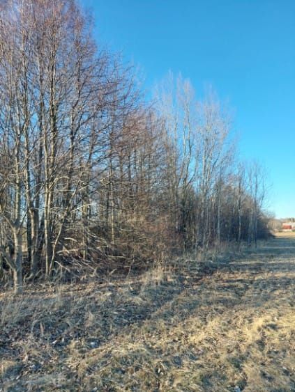 Działka rolna Gruszka. Zdjęcie 2