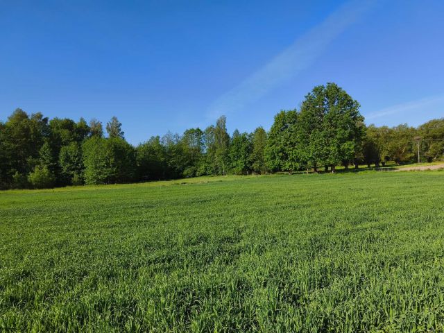 Działka budowlana Czarny Las. Zdjęcie 1