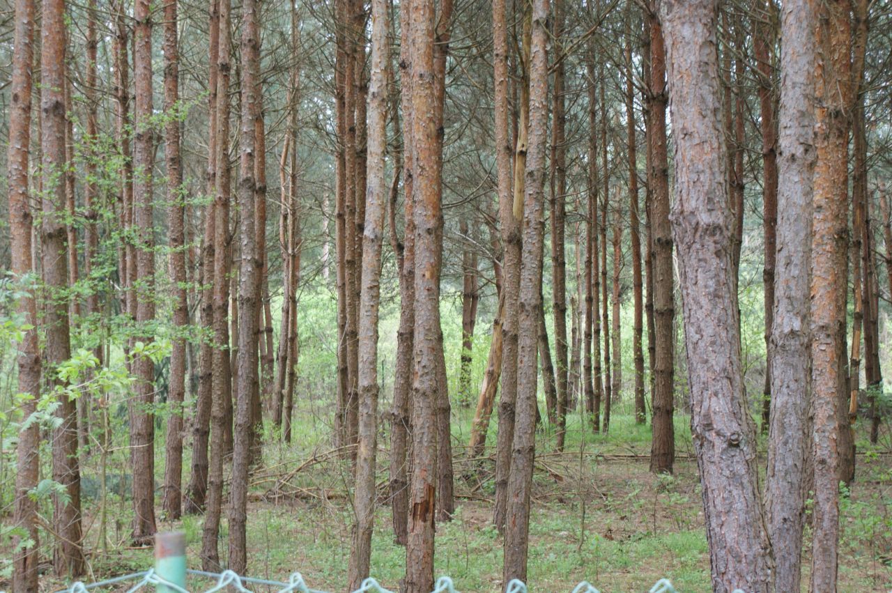 Działka rekreacyjna Czerwona Wola Myszkówka. Zdjęcie 11