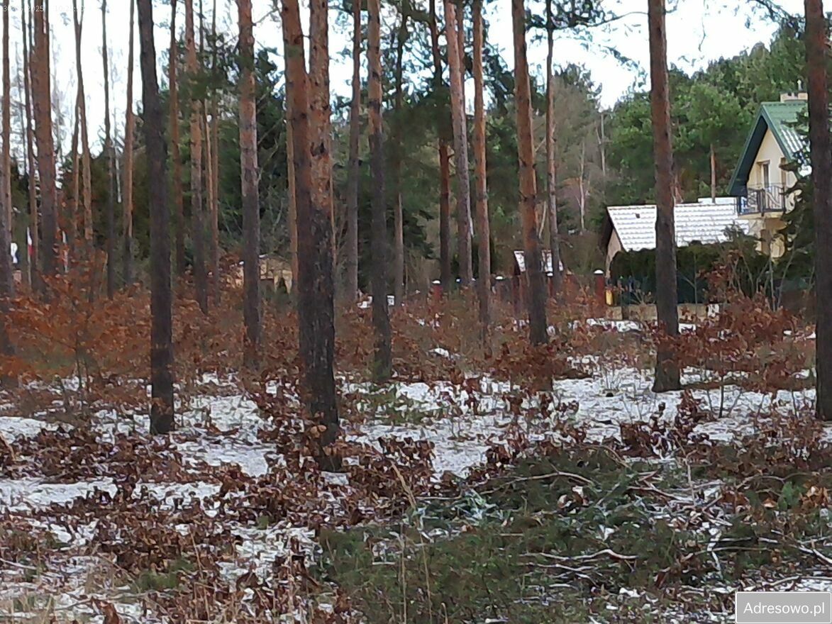 Działka leśna Marynino. Zdjęcie 2