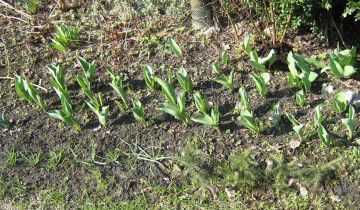 Działka rod Gliwice Śródmieście, ul. Feliksa Orlickiego