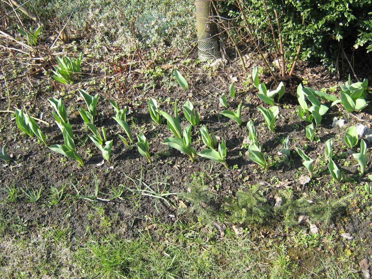 Działka rod Gliwice Śródmieście, ul. Feliksa Orlickiego. Zdjęcie 2