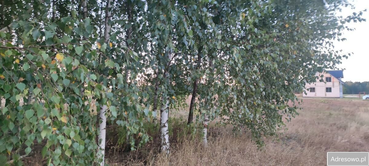 Działka siedliskowa Rosy. Zdjęcie 11