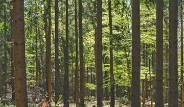 Działka leśna Targoszów Snakówka