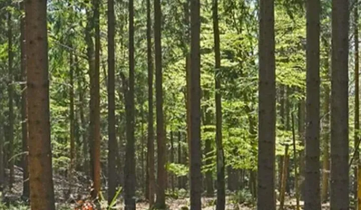 Działka leśna Targoszów Snakówka