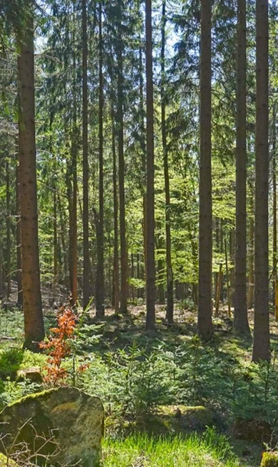 Działka leśna Targoszów Snakówka