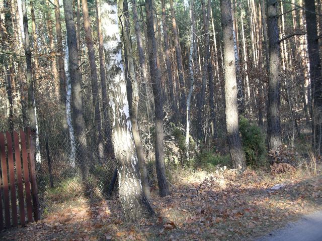Działka leśna Wygoda. Zdjęcie 1