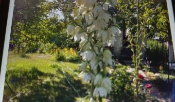 Działka rod Rogówko