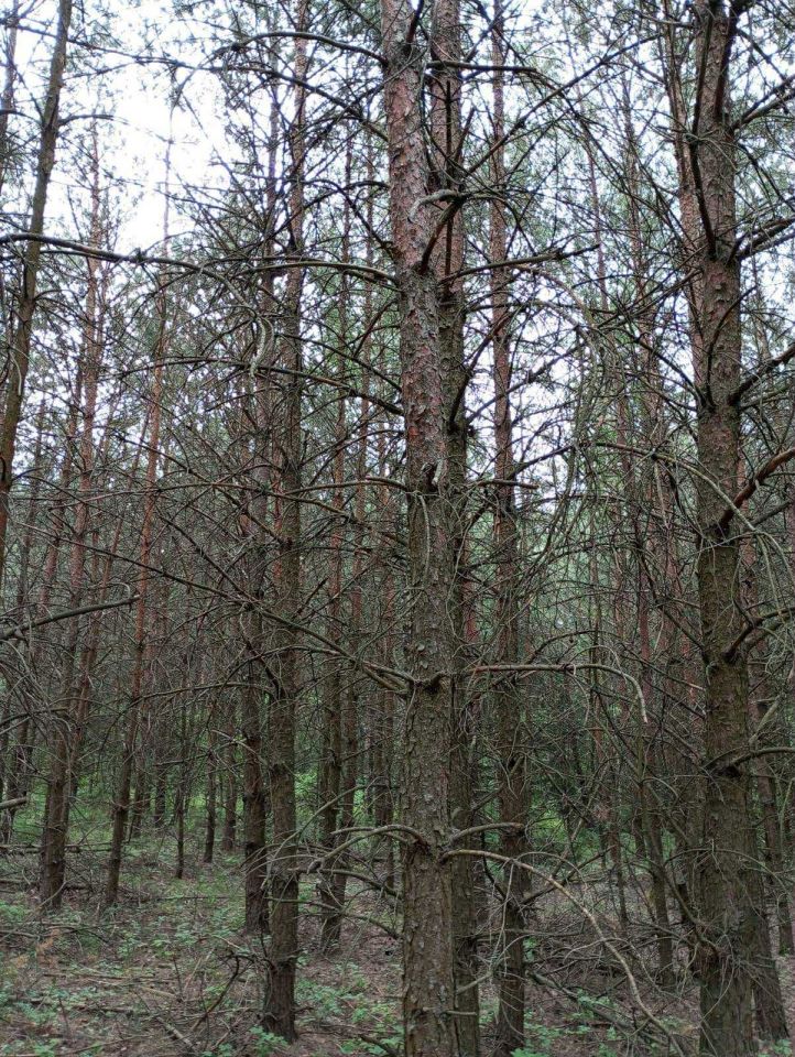 Działka leśna Nowy Dwór. Zdjęcie 3