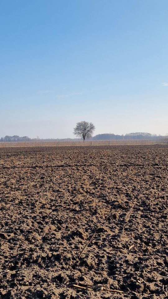 Działka rolna Aleksandria. Zdjęcie 7