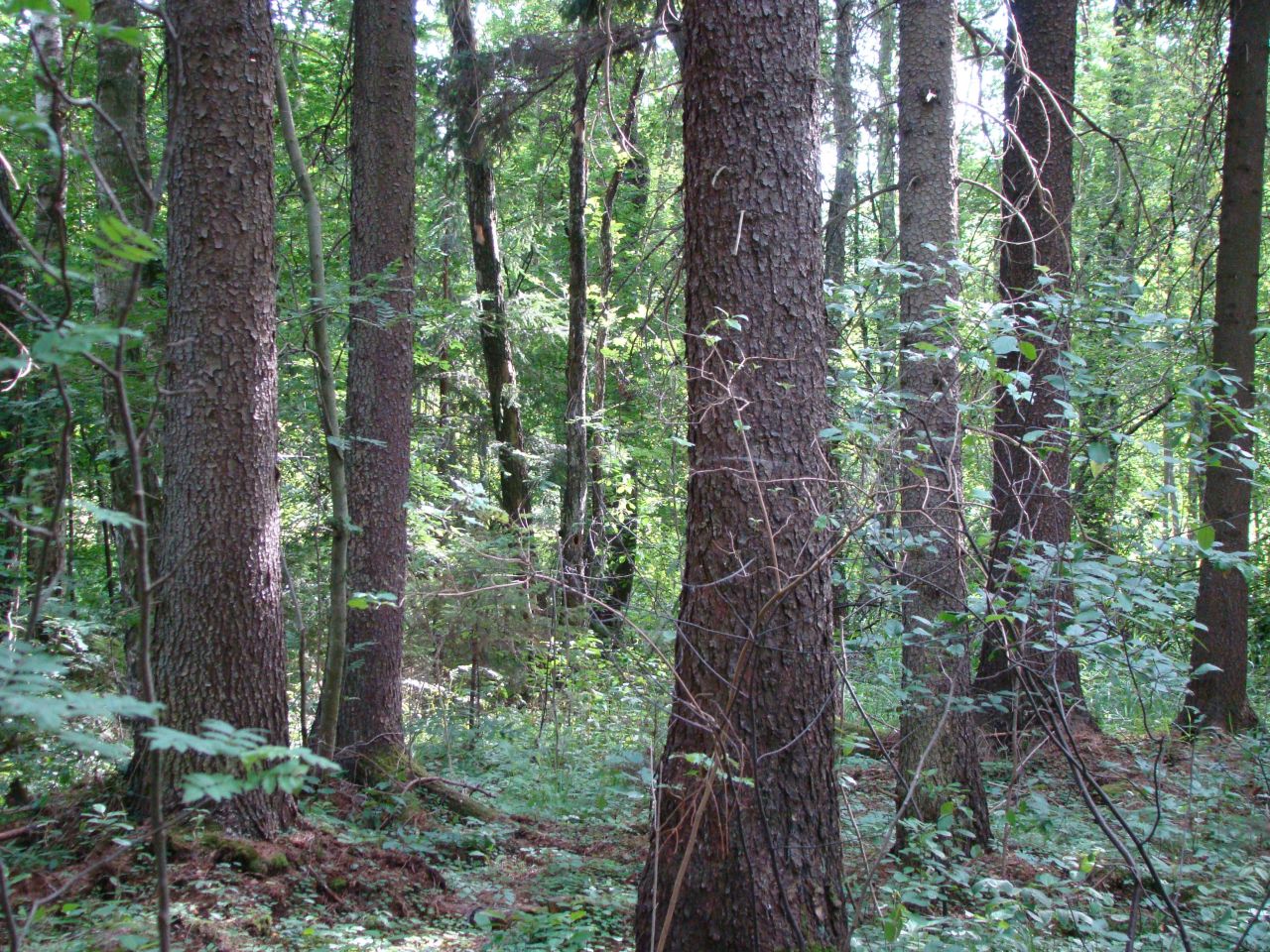 Działka rolno-budowlana Stanowisko. Zdjęcie 6