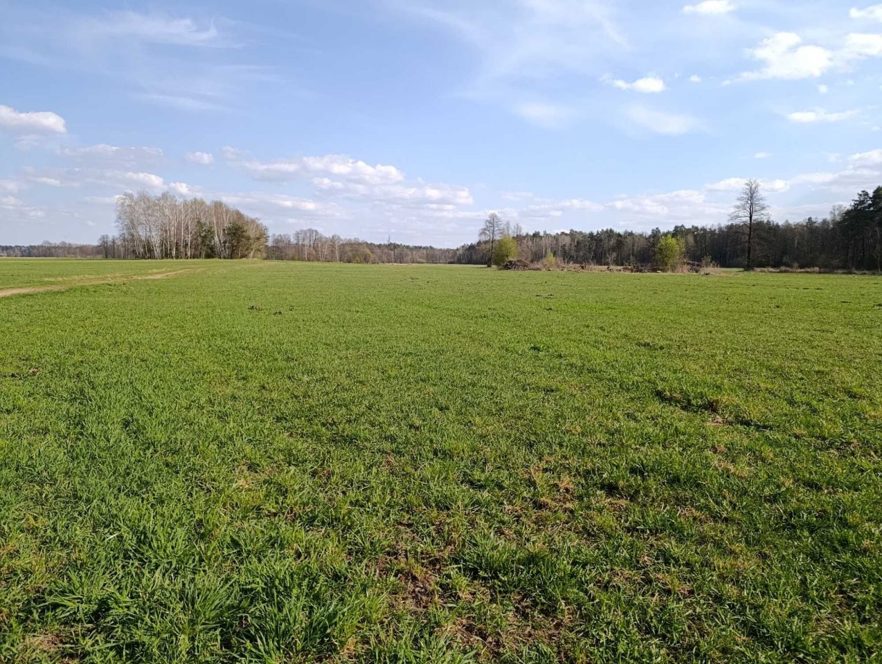 Działka rolna Kożuszki. Zdjęcie 6