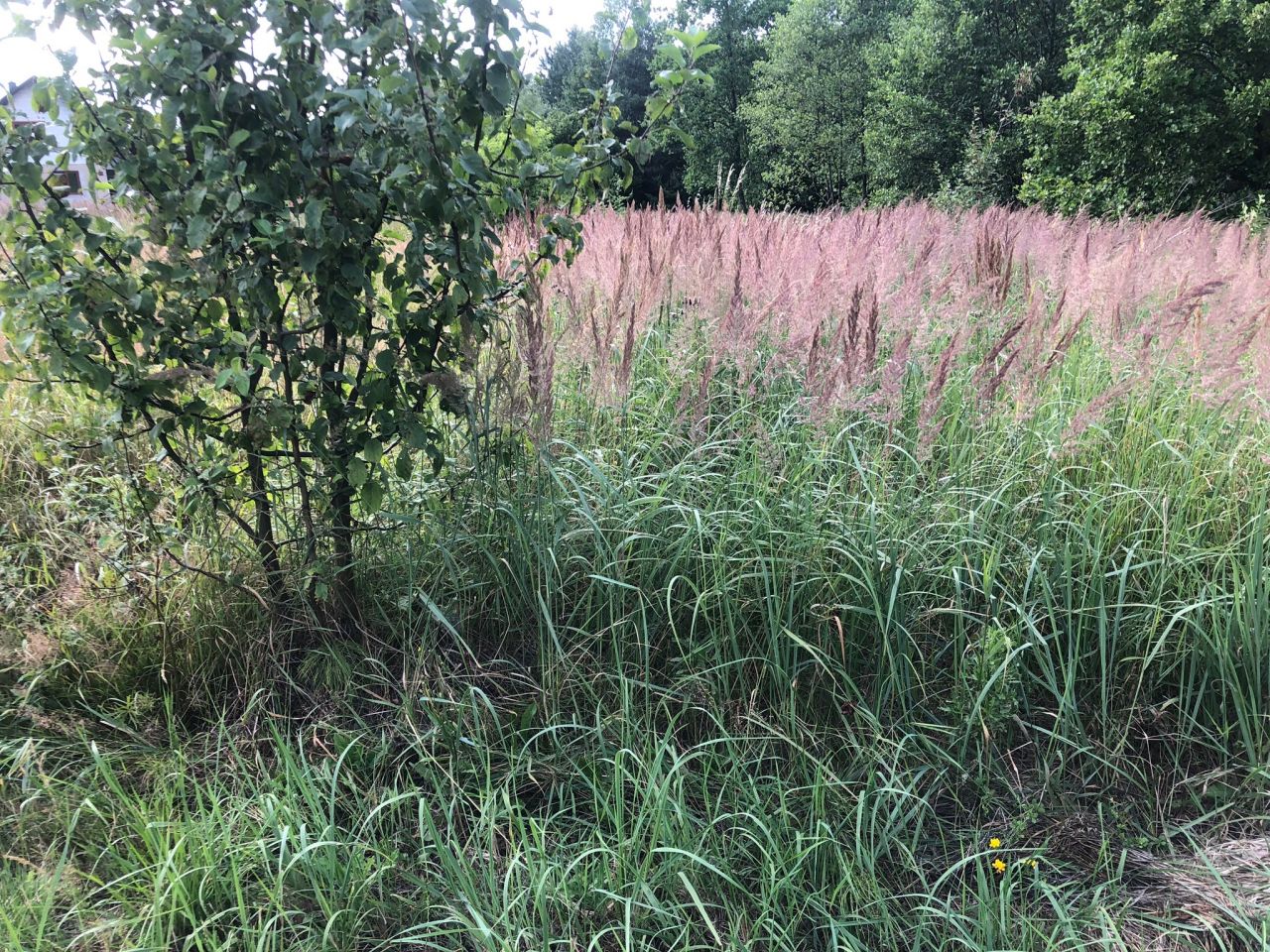 Działka budowlana Regulice, ul. Sportowców. Zdjęcie 12