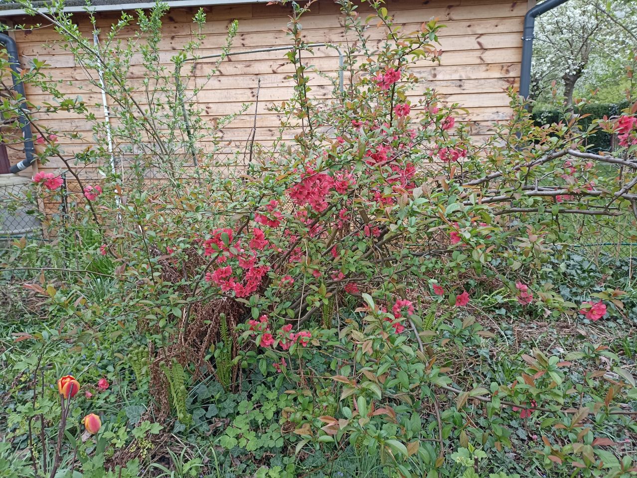 Działka rod Warszawa Mokotów, al. Niepodległości. Zdjęcie 12