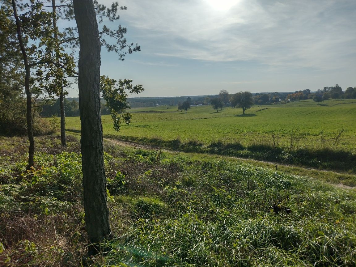 Działka leśna Boratyniec Lacki. Zdjęcie 6