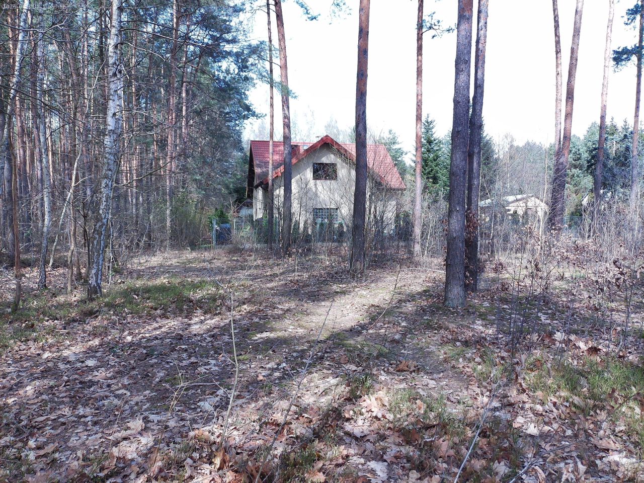 Działka leśna Marynino. Zdjęcie 22