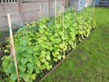 Działka rod Słupsk, ul. Towarowa. Zdjęcie 1