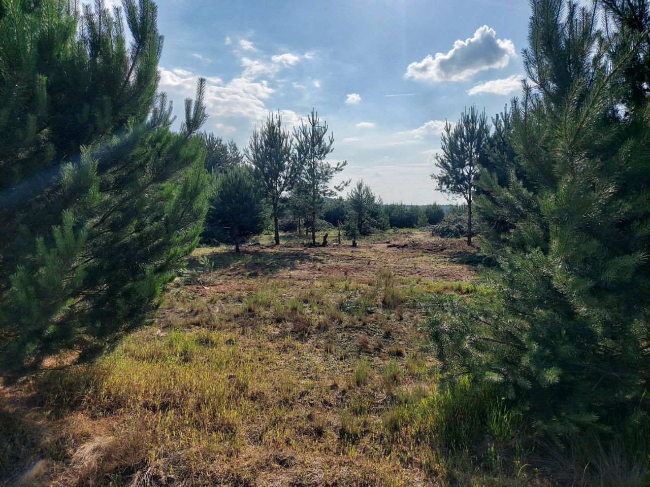 Działka budowlana Glinno kolonia. Zdjęcie 5