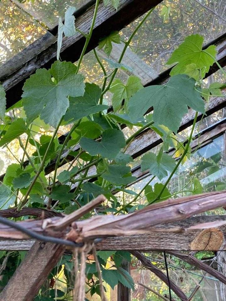 Działka rod Gdynia Mały Kack, ul. Przemyska. Zdjęcie 3