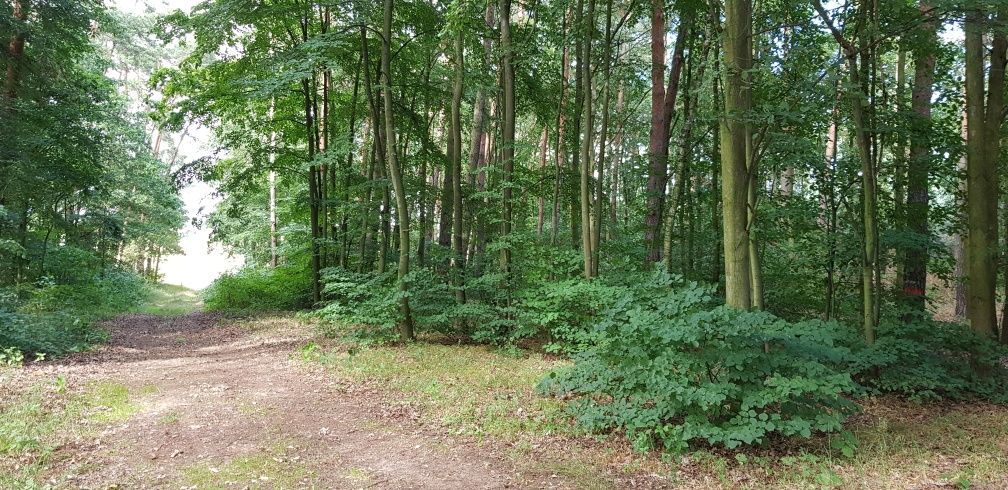 Działka leśna Górowo. Zdjęcie 6