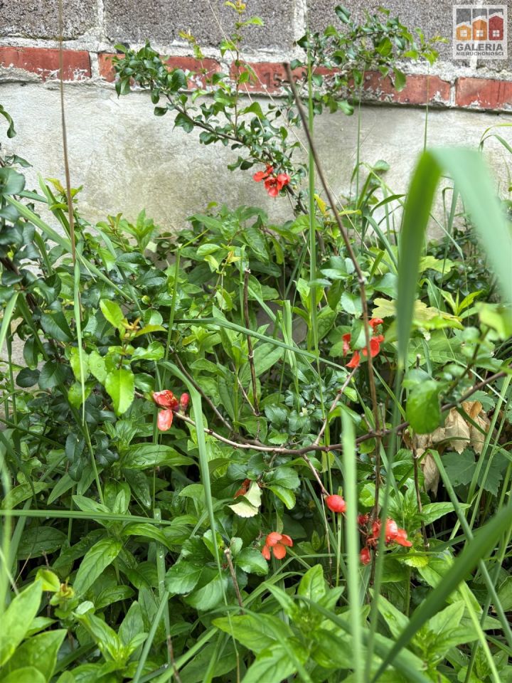 dom wolnostojący, 2 pokoje Nockowa. Zdjęcie 14