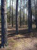 Działka leśna Czechy Orlańskie. Zdjęcie 1