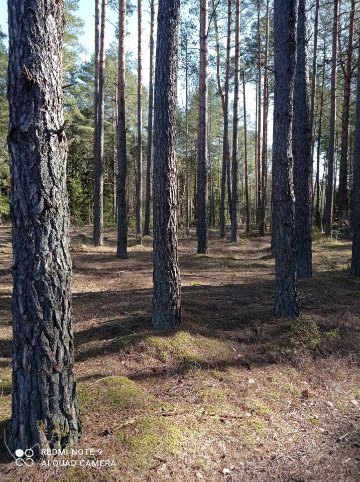 Działka leśna Czechy Orlańskie. Zdjęcie 2