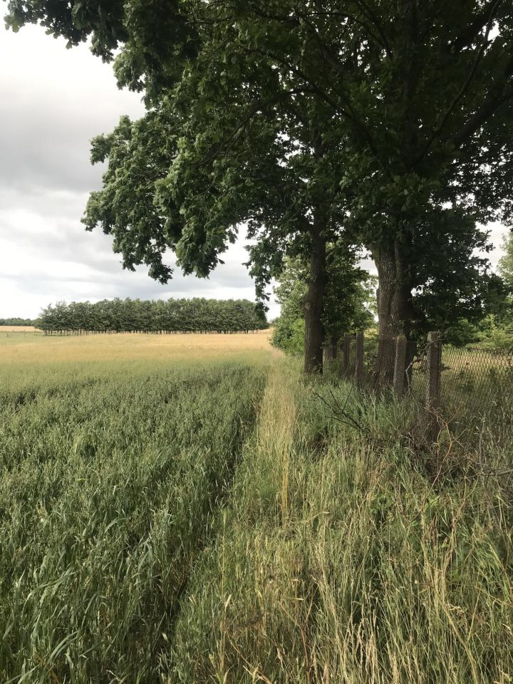 Działka budowlana Korlino. Zdjęcie 7