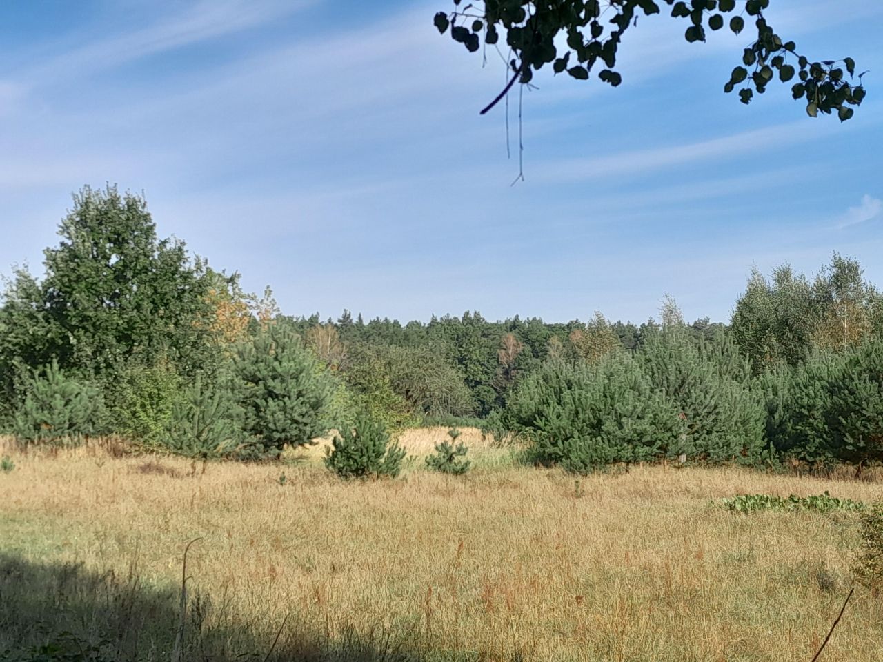 Działka rolno-budowlana Cecylówka Głowaczowska, Cecylówka. Zdjęcie 3