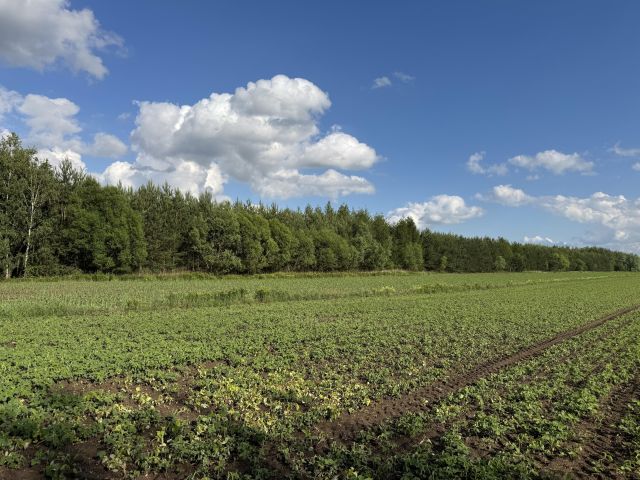 Działka leśna Charytany Zamiśnie. Zdjęcie 6