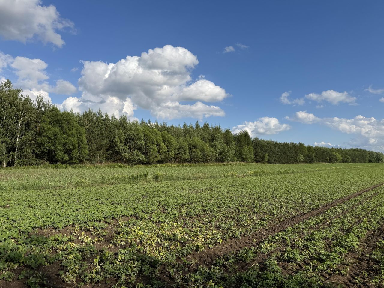 Działka leśna Charytany Zamiśnie. Zdjęcie 6