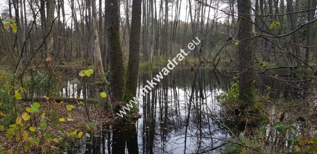 Działka siedliskowa Zimna Woda. Zdjęcie 2