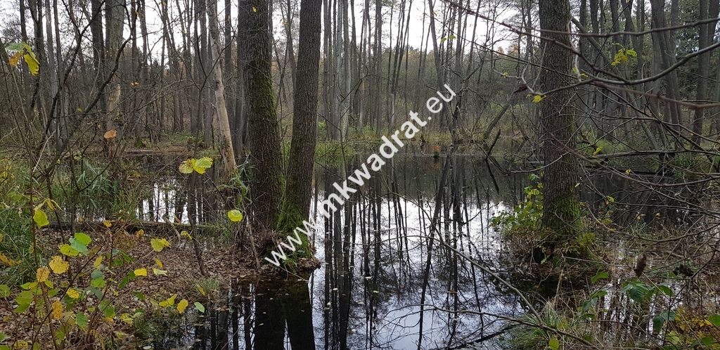 Działka siedliskowa Zimna Woda. Zdjęcie 2