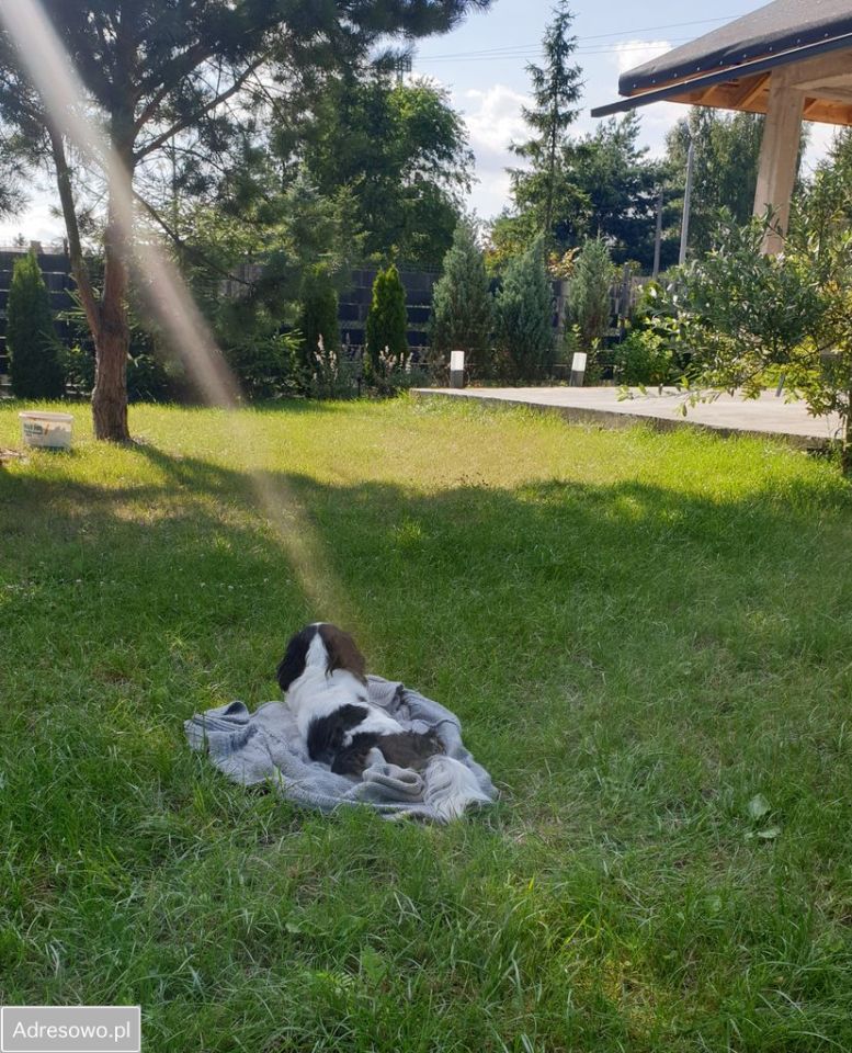 dom wolnostojący, 4 pokoje Arciechów, ul. Myszyniec. Zdjęcie 10