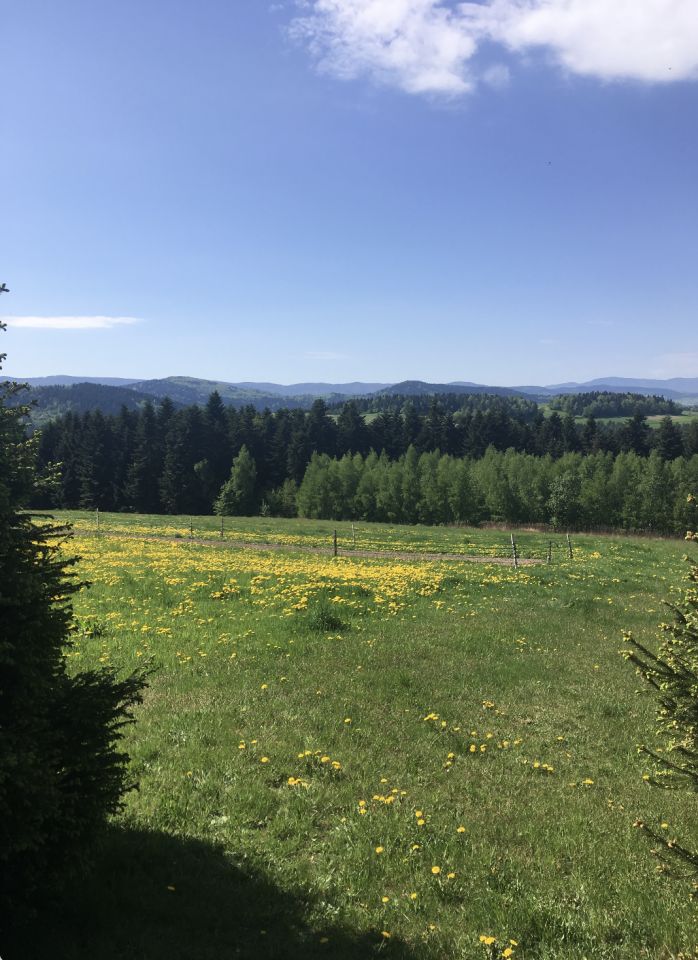 Działka inwestycyjna Mszalnica. Zdjęcie 12