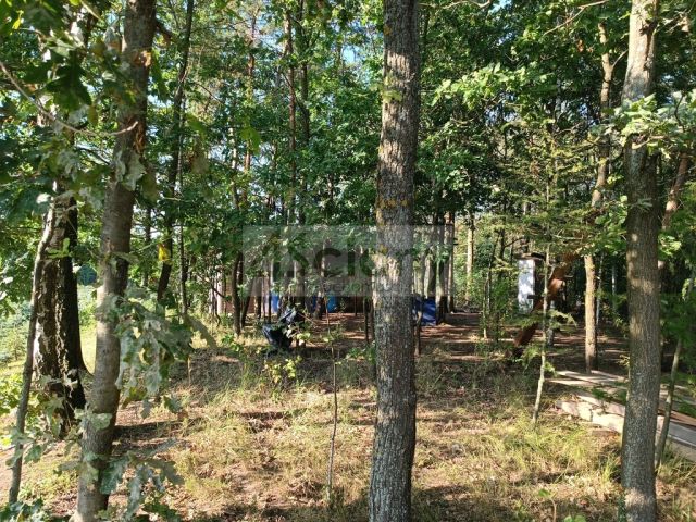 Działka siedliskowa Osuchów. Zdjęcie 14