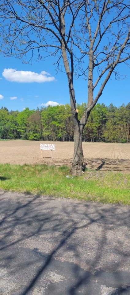 Działka leśna Przyrownica. Zdjęcie 5