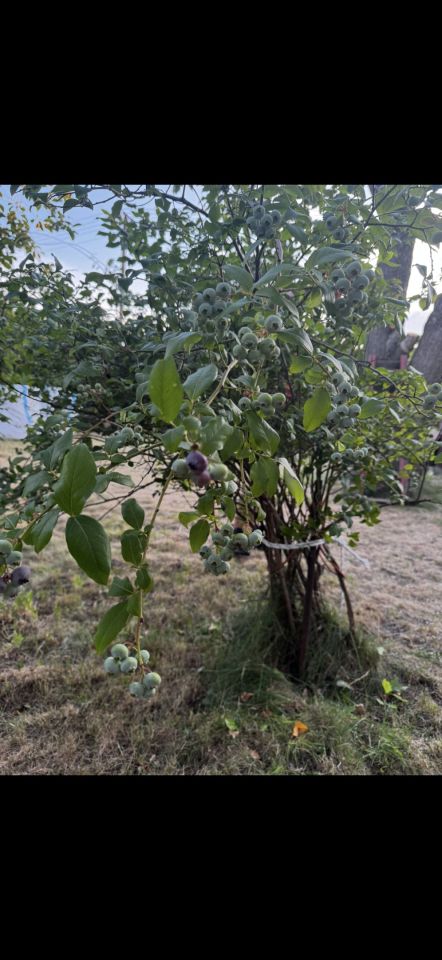 Działka rod Bielsko-Biała Hałcnów, ul. Marii i Bolesława Wysłouchów. Zdjęcie 5