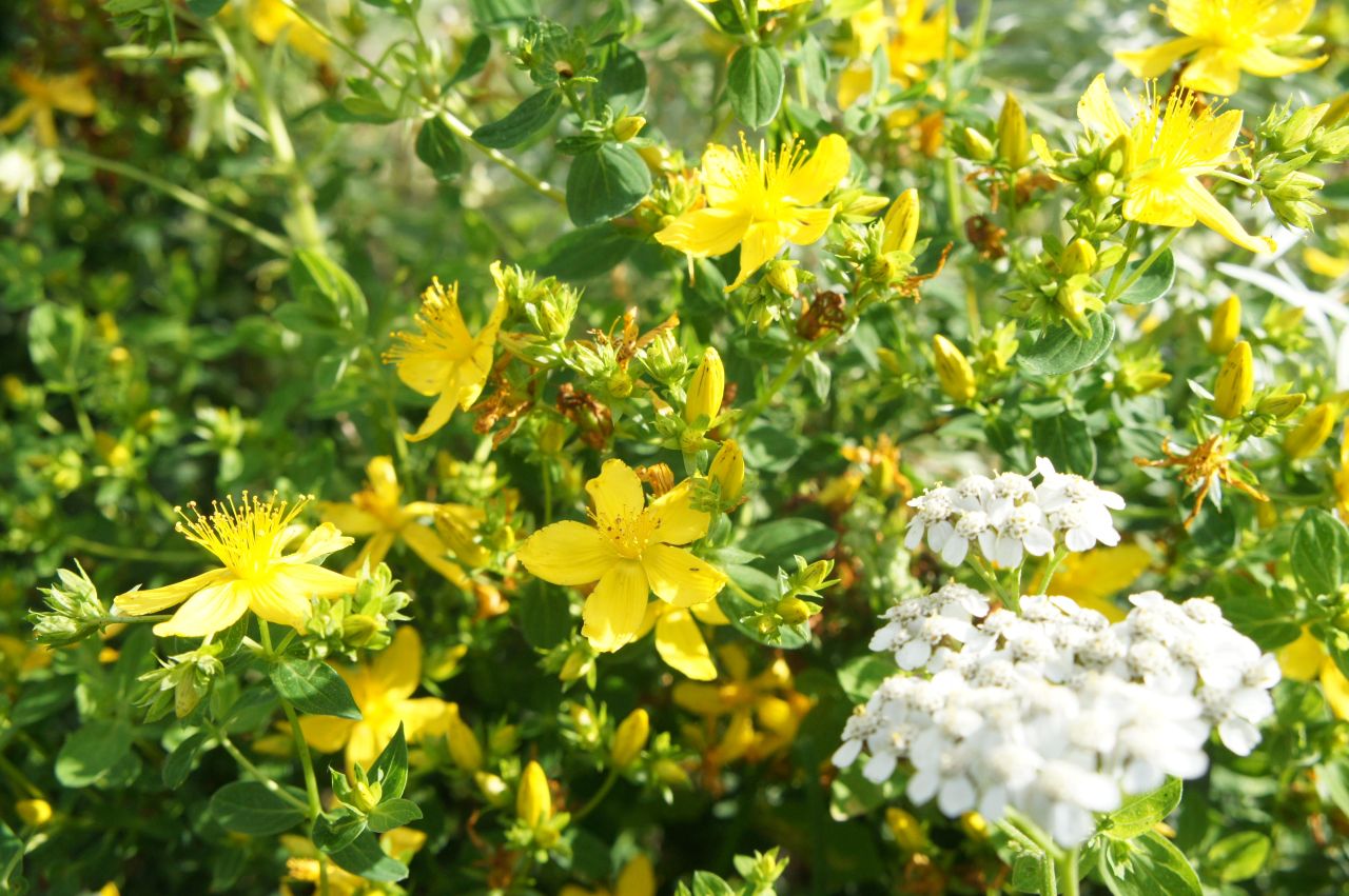Działka budowlana Chrząstowice, ul. Olimpijczyków. Zdjęcie 3