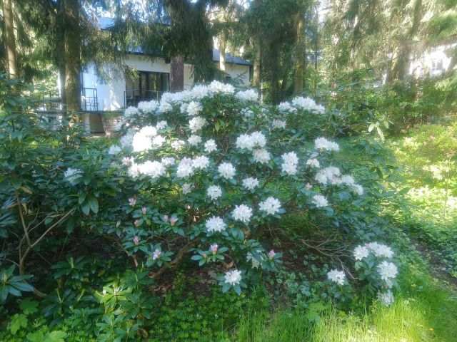dom wolnostojący Podkowa Leśna. Zdjęcie 1