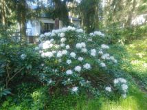 dom wolnostojący Podkowa Leśna