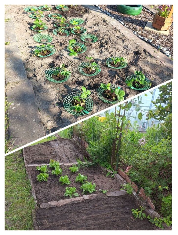 Działka rod Koszalin Rokosowo, ul. św. Wojciecha. Zdjęcie 8