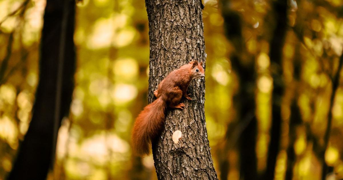 Działka budowlana Kieźliny, ul. Romana Domagały. Zdjęcie 9