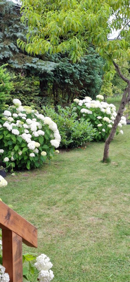 Działka rod Szczecin Centrum. Zdjęcie 5