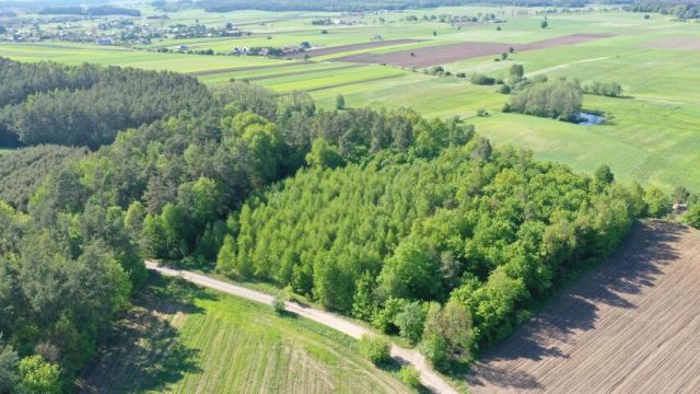 Działka leśna Stary Cydzyn. Zdjęcie 4
