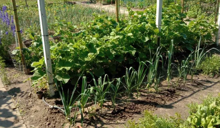 Działka rod Gubin, ul. Kresowa