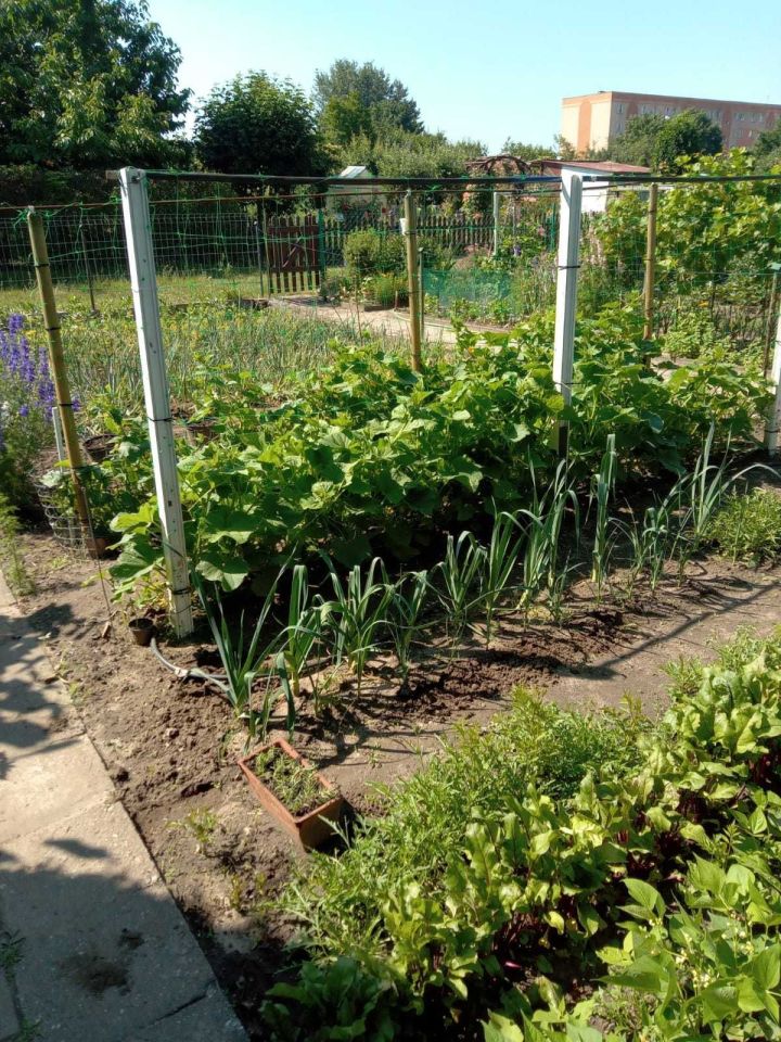 Działka rod Gubin, ul. Kresowa